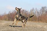 CATAHOULA 015